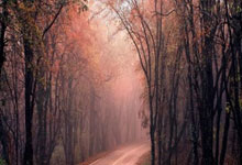 世杯泳赛狮城站再出世界纪录 马尔尚雷根勇夺冠.